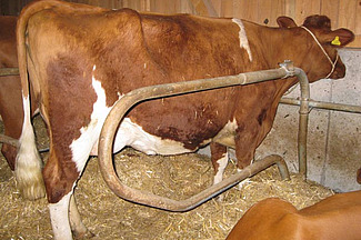 Stehende Kuh in der Liegeboxe