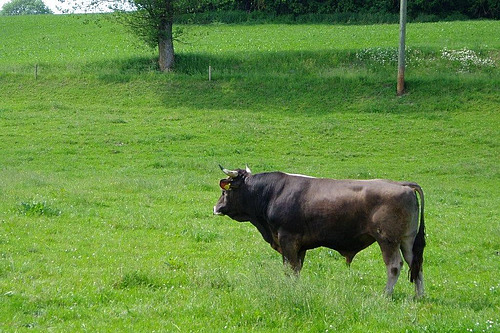 Stier auf der Weide.