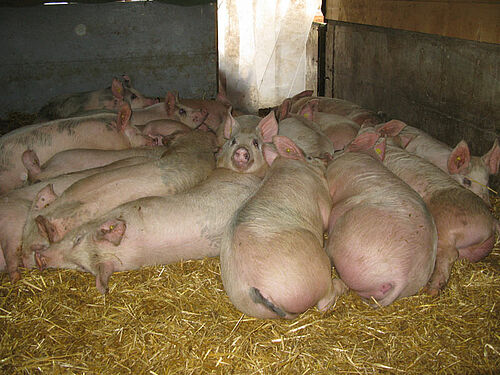 Schweine auf Stroh im Stall