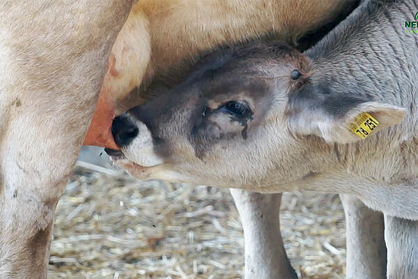 Kalb am Euter der Mutter saugend