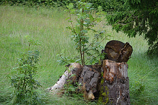 Totholz als Nistplatz für Wildbienen.