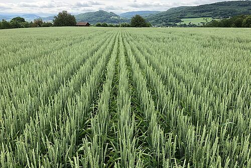 Reihen von Wiwa-Biomahlweizen, im Hintergrund Hecken