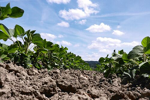 Sojapflanzen auf Acker unter blauem Himmel mit weissen Wolken