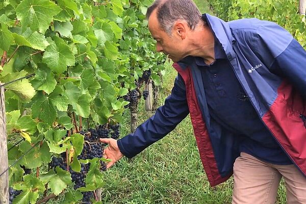 Andi Tuchschmid betrachtet Trauben am Rebstock.