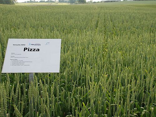 grüner Weizen in Ähren mit Feldtafel, worauf "Pizza" steht