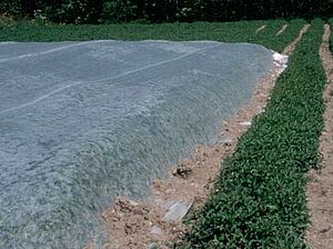 Ein Teil eines Medizinalpflanzebestandes ist von einem weissen Agrotextil bedeckt