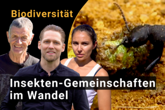Drei Forschende vor einem Insekt.
