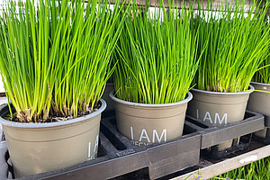 Schnittlauch im Topf.