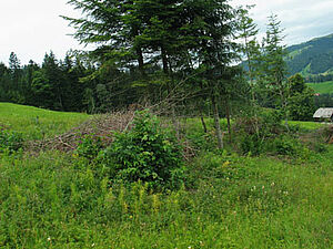 Hecke mit Sträuchern, Asthaufen und Tannen