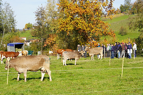Kühe auf unterteilten Weiden, dahinter eine grössere Menschengruppe
