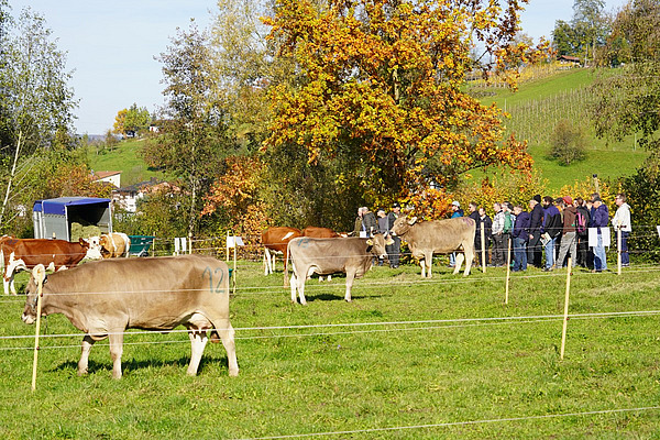 Kühe auf unterteilten Weiden, dahinter eine grössere Menschengruppe