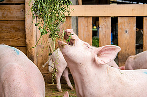 Mastschwein, das nach von oben gereichtes Grünfutter schnappt.
