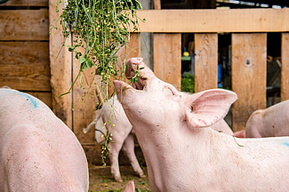 Mastschwein, das nach von oben gereichtes Grünfutter schnappt.
