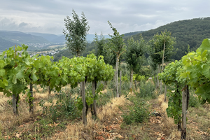 Pappeln in einem Weinberg