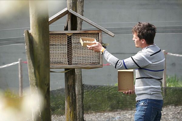 Ein Mann schiebt eine Kartonschachtel in ein Bienenhotel