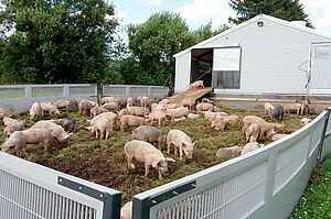 Schweine eingezäunt im Freiland