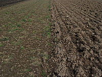 Nach zwei Durchgängen mit dem Flachgrubber und einem mit der Kreiselegge hat es noch immer viele grüne Grasmotten (links). Der Kunstwiesenumbruch mit dem Pflug hat sauberen Tisch gemacht (rechts). Foto: © FiBL, Django Hegglin