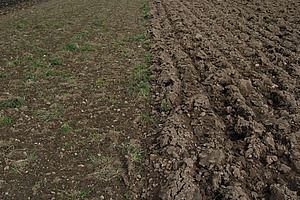 Nach zwei Durchgängen mit dem Flachgrubber und einem mit der Kreiselegge hat es noch immer viele grüne Grasmotten (links). Der Kunstwiesenumbruch mit dem Pflug hat sauberen Tisch gemacht (rechts). Foto: © FiBL, Django Hegglin