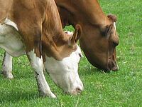 Zwei Kühe beim Weiden