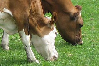 Zwei Kühe beim Weiden.