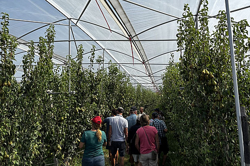Zu sehen ist eine Gruppe von Menschen, die durch eine Birnenreihe in einer Plantage gehen.