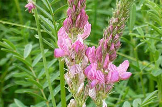 Esparsettenpflanze in voller Blüte, rosarote Blüten