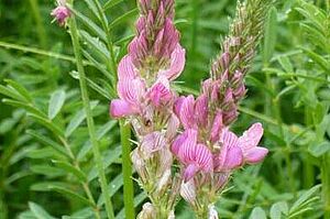 Esparsettenpflanze in voller Blüte, rosarote Blüten