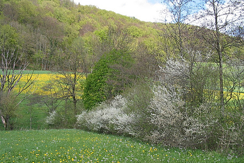 Es sind Grünland und Ackerflächen zu sehen, dazwischen zieht sich wie ein Band eine Hecke mit verschiedenen Gehölzen und einzelnen Bäumen. 