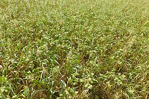 Sehr kurze Sojabohnen auf einem Feld, gemischt mit Haferpflanzen.