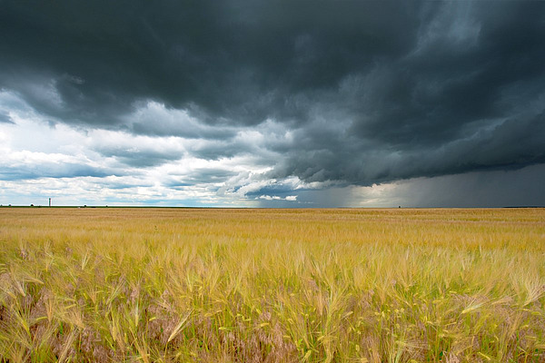 Ein gelbes Getreidefeld steht in starkem Kontrast zum Himmel mit dunklen Regenwolken. 
