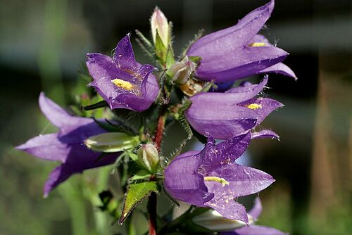 Blume mit lilafarbenen, glockenförmigen Blüten.