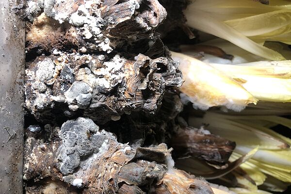 Chicoreewurzeln mit weiss-gräulichem, flaumigem Pilzbefall.