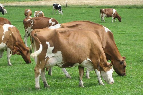 Milchkühe auf Weide