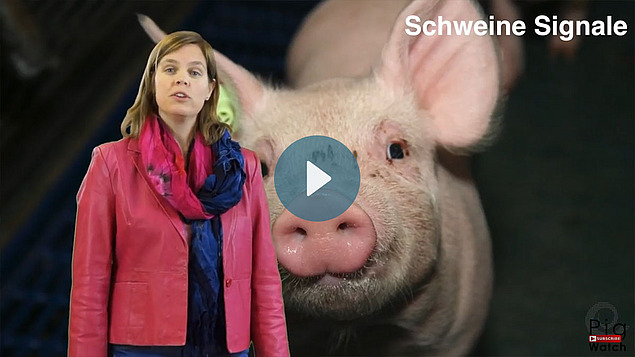 Frau referiert vor Bild mit Ferkel