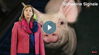 Frau referiert vor Bild mit Ferkel