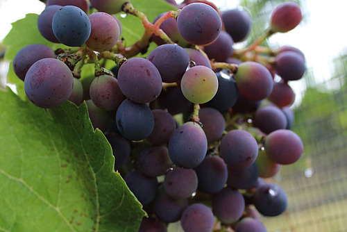 Rebe mit teils noch grünen, teils bereits violetten Trauben.