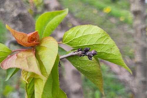 Blätter und Knospen an einem Zweig.