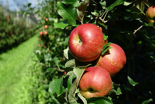 Rote Äpfel der Sorte Rustica in einer Obstanlage.
