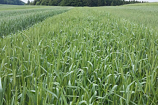 Weizenstreifen vor dem Ährenschieben in unterschiedlichem Grün