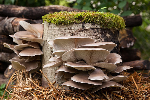 Austernseitling an einem bemoosten Baumstumpf auf Heu.