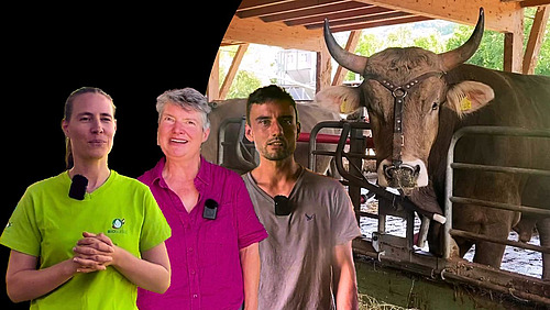 Zwei Frauen und ein Mann sowie ein Stier in einer Bildmontage.