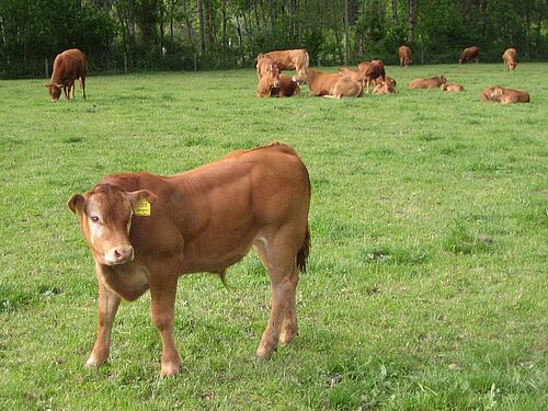 weidende Limousin-Mastremonten