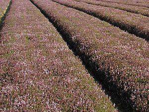 Thymianfeld in voller Blüte. Im Hintergrund sind Berge zu sehen.