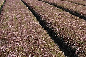 Thymianfeld in voller Blüte. Im Hintergrund sind Berge zu sehen.