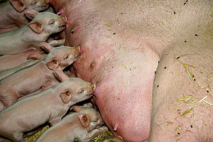 Säugende Ferkel.