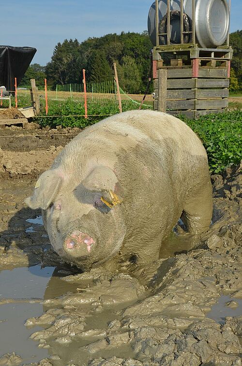 Schwein, stehend in der Suhle