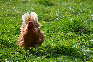 Ein sehr gesund wirkendes, braunes Huhn läuft auf einer saftig grünen Wiese. 