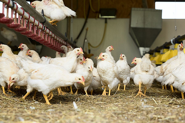 Junge Hähne im Aufzuchtstall.