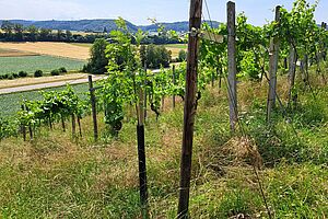 Reben und ein gepflanzter Baum. 