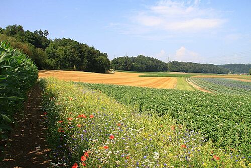 Blühstreifen neben Kartaoffelfeld